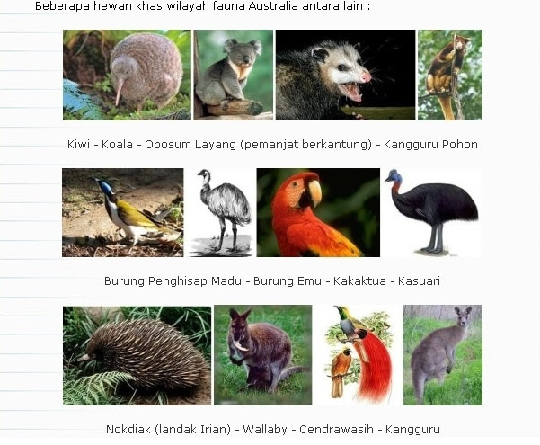  Contoh  Gambar Fauna Asiatis Contoh  Muse