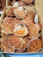 coquilles st jacques