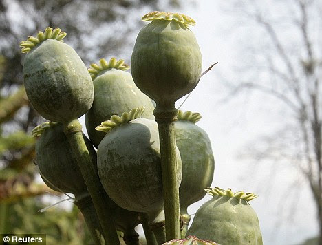 Opium links: The researchers looked at the same brain area which is active when obese people see foods and when drug addicts see drug scenes