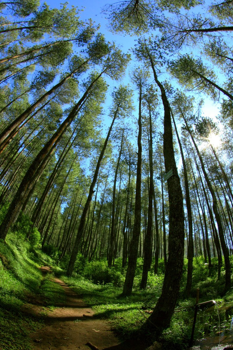 Pin by dian on Trees forest Pinterest Pin by dian on Trees forest Pinterest