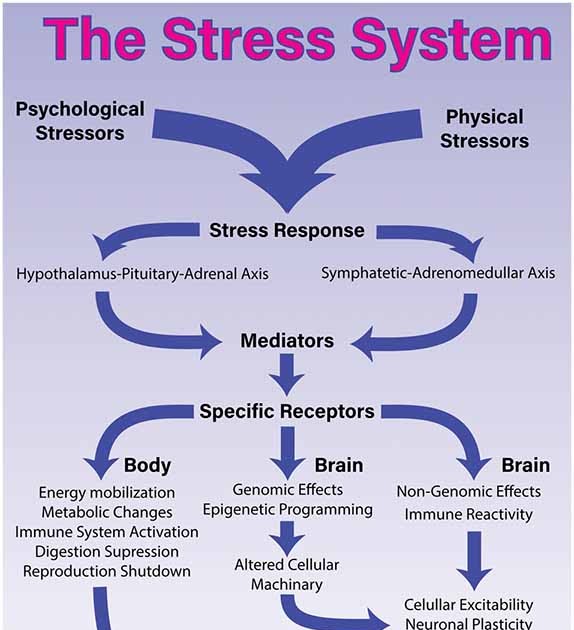 Somatic Nervous System Anxiety - Sympathetic Nervous System Functions ...