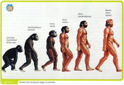 Ape progression