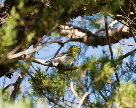 Yellow-throated Vireo (A rare find West of the Mississippi)