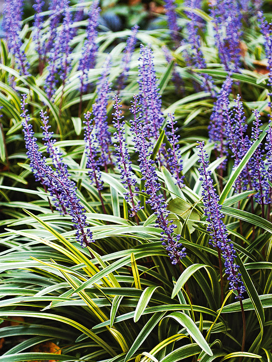 The 10 Best Perennials for Shade