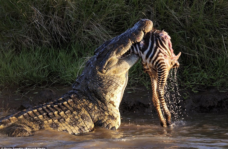 Crocodile Zebra Attack - Crocodile