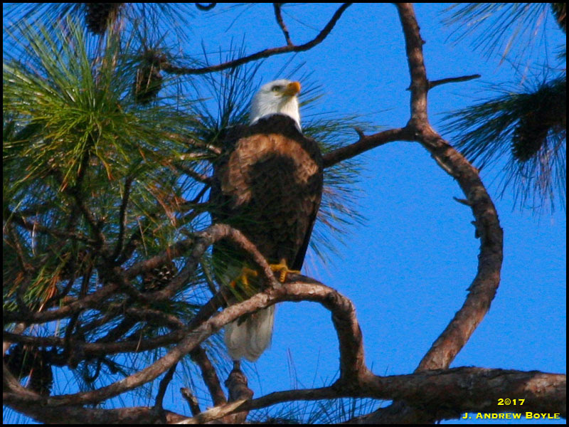 Bald Eagle Bald Eagle