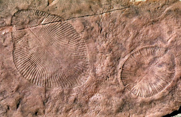 Fósseis ediacaranos foram encontrados na Austrália em 1946 (Foto: G. Retallack/Divulgação)
