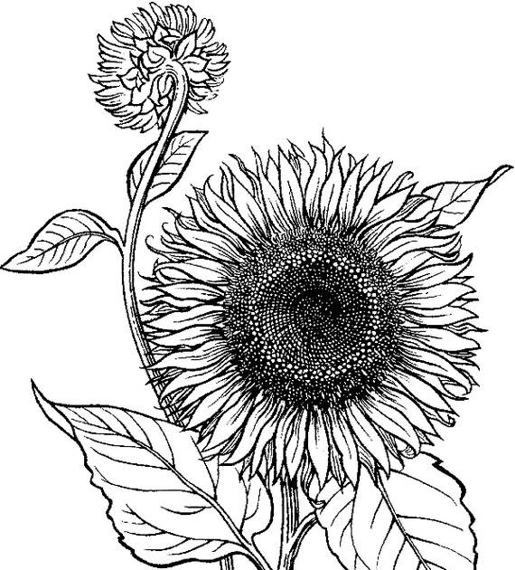 Paling Keren 11+ Gambar Sketsa Bunga Matahari Mudah - Gambar Bunga Indah