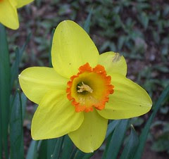 Daffodil 7