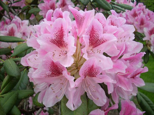 Rhodo 10