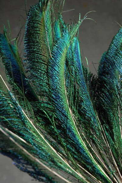 Peacock Sword Feathers 12 20in (Pack of 100) Bulk Buy Peacock Sword Feathers 12 20in (Pack of 100) Bulk Buy