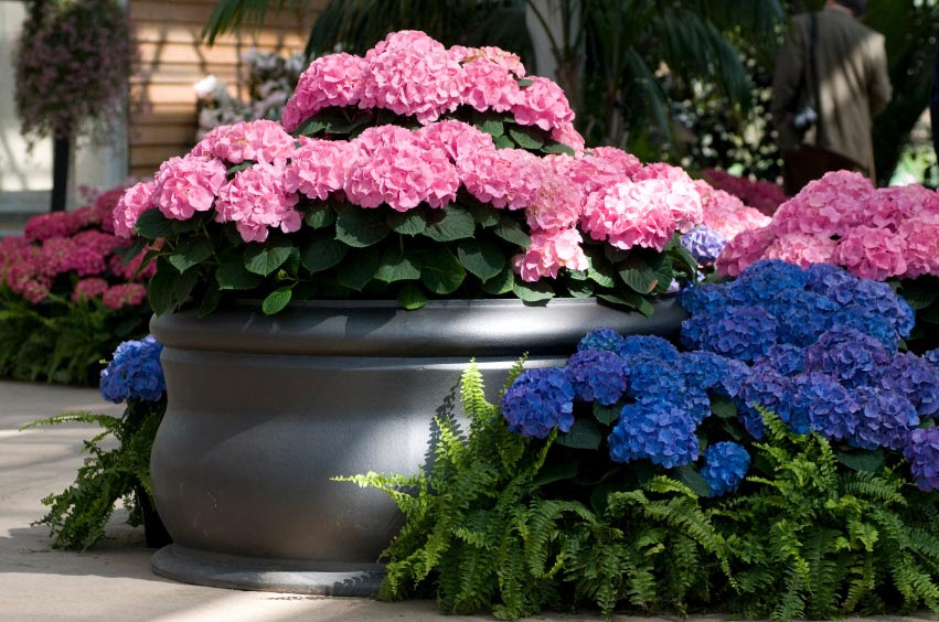 How To Change The Color Of Your Hydrangeas Like Magic
