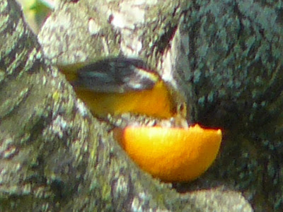 Baltimore Oriole
