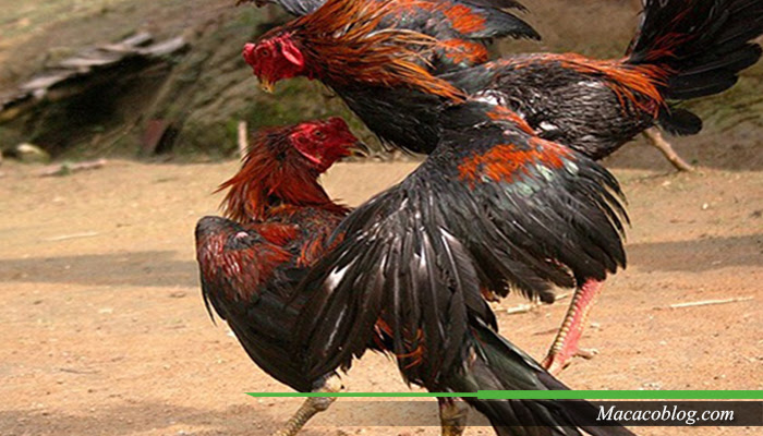 800 Gambar  Ayam  Aduan  Terbaik HD Gratis Infobaru