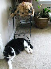 Three napping cats