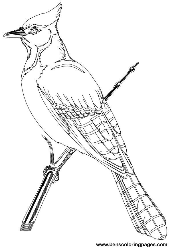 Bird Pictures To Color And Print