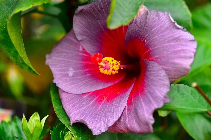 Hong Kong Flower - Flower