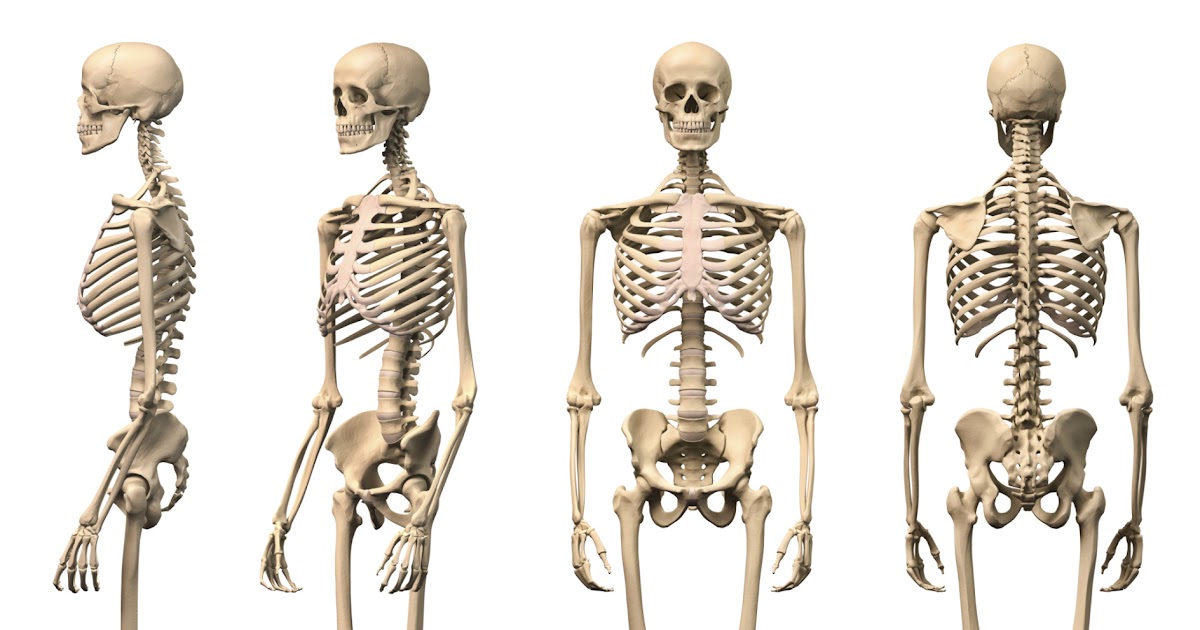 Human Leg Bones Diagram : Labelled Bones Leg Images Stock Photos