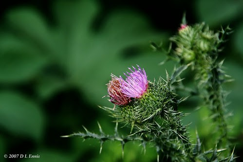 Bull Thistle (Cirsium vulgare)