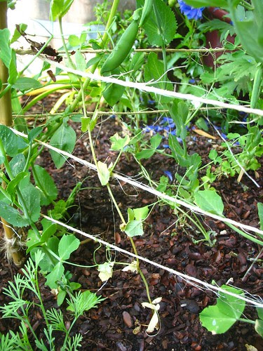 Ill-looking snap pea