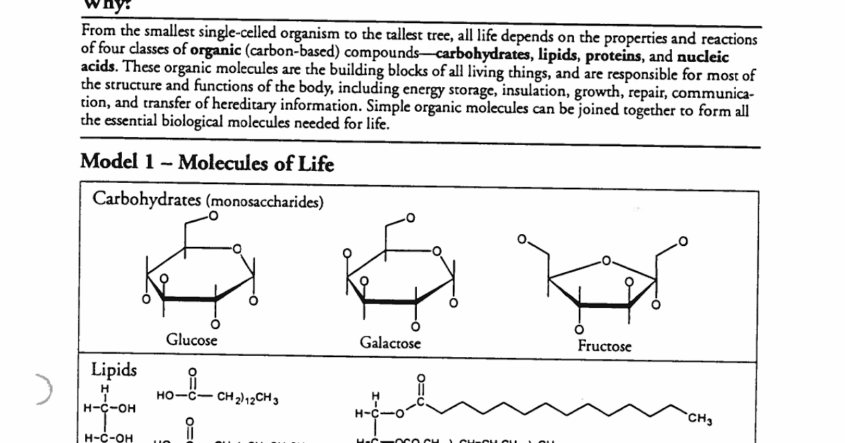Biological Molecules What Are The Building Blocks Of Life Worksheet