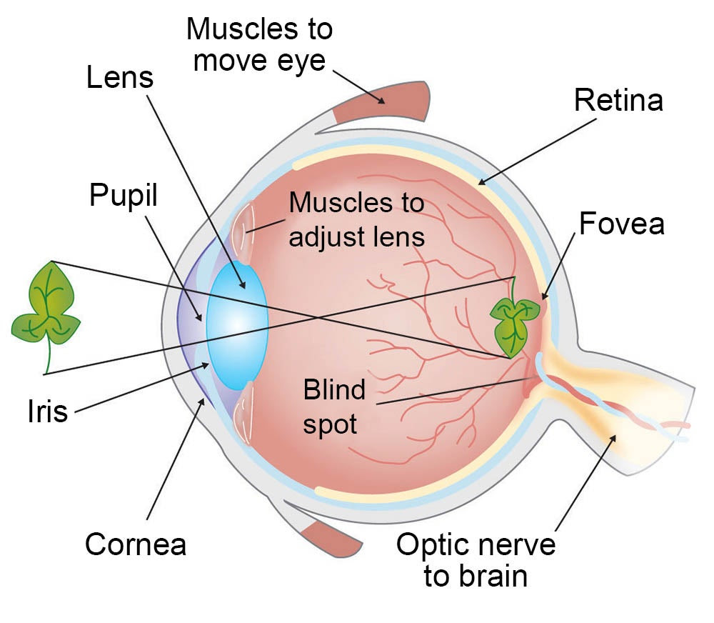 How Do We See Images