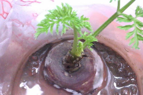 IMAG0422.jpg