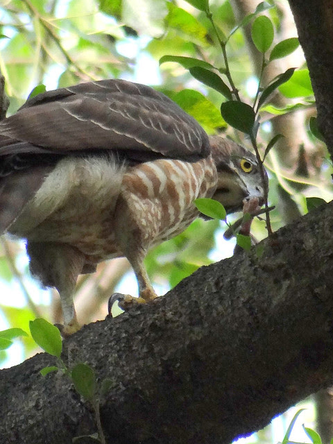 鳳頭蒼鷹/無限台南
