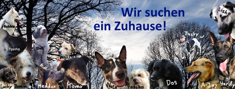 Hundewelpen Suchen Dringend Ein Zuhause