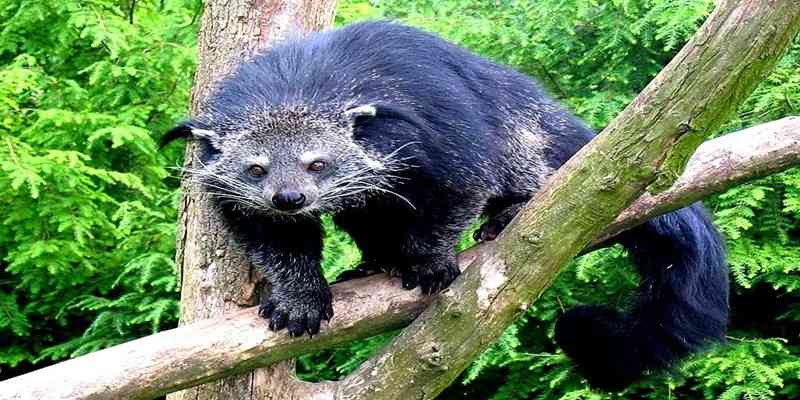 Jenis Musang Yang Ada Di Indonesia ~ Nauvalmaqil