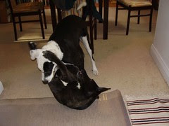 pups at play 002