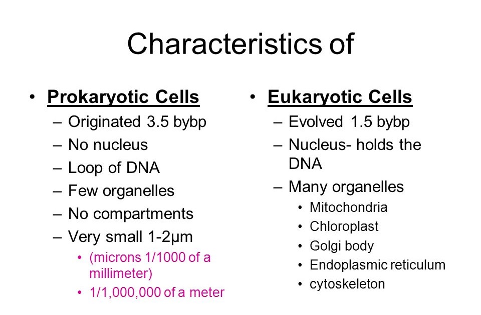 Characteristics Of Bacteria Worksheet - Promotiontablecovers