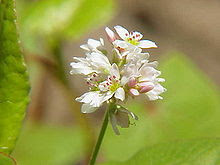 220px-Fagopyrum_esculentum1