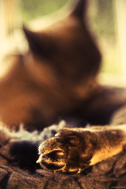 willow's foot