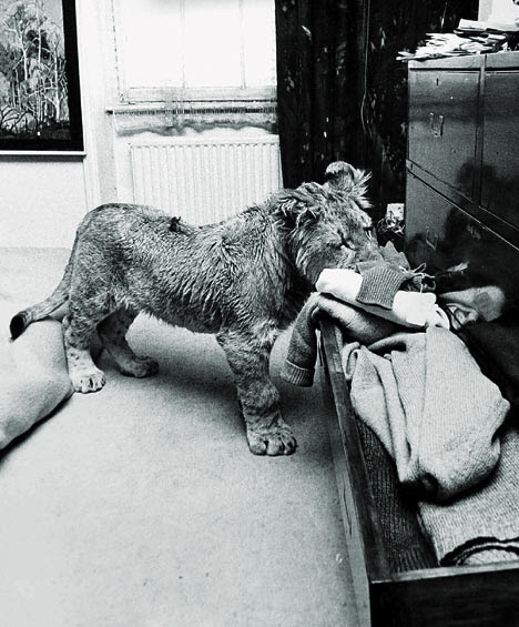 Cat's pyjamas: Christian, rummaging through the drawers