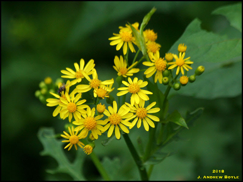Golden Aster Golden Aster