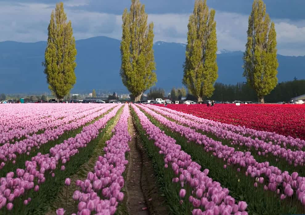 Tulip τοπίο με την αντίθεση των νεφών που έρχονται σε όλο το πεδίο Tulip τοπίο με την αντίθεση των νεφών που έρχονται σε όλο το πεδίο