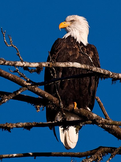 Bald eagle photo