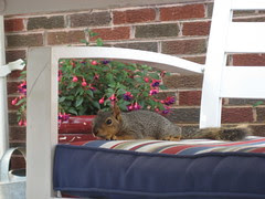 Visit by a Squirrel - 3/365