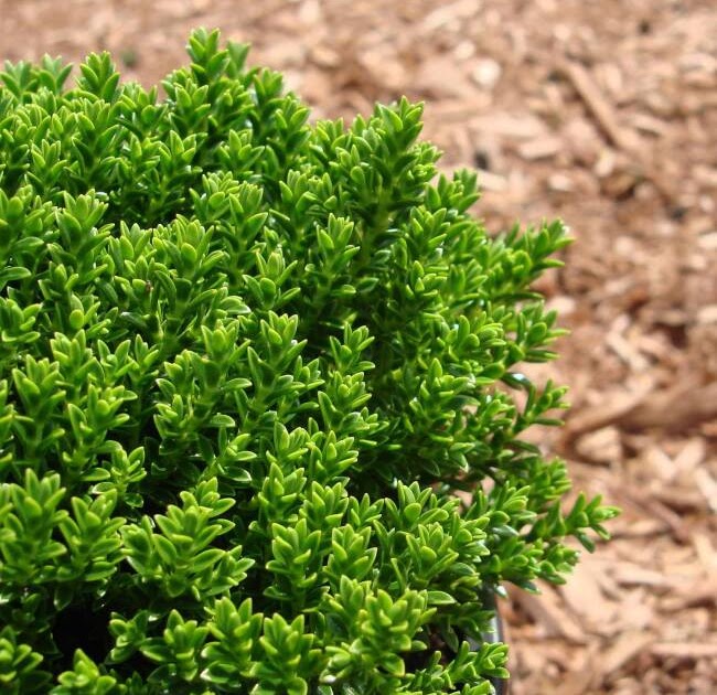Hebe Hebe Plants Guide How To Grow Care For Shrubby Veronica Other