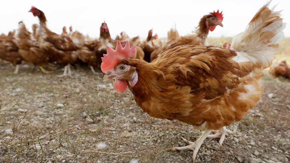 More bird flu cases confirmed in Washington state
