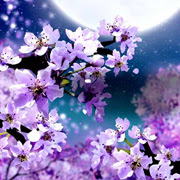 ベスト和風 桜 かっこいい 壁紙 最高の花の画像