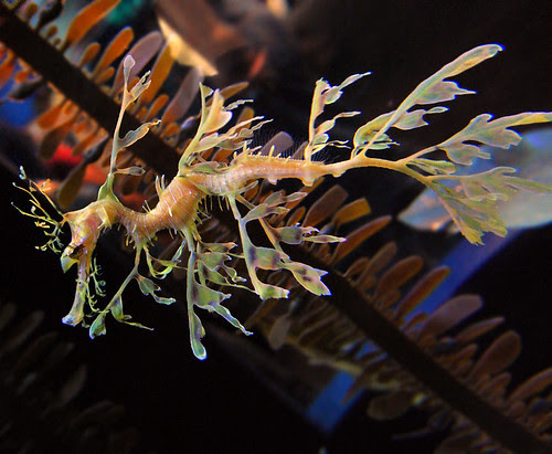 Leafy Sea Dragon