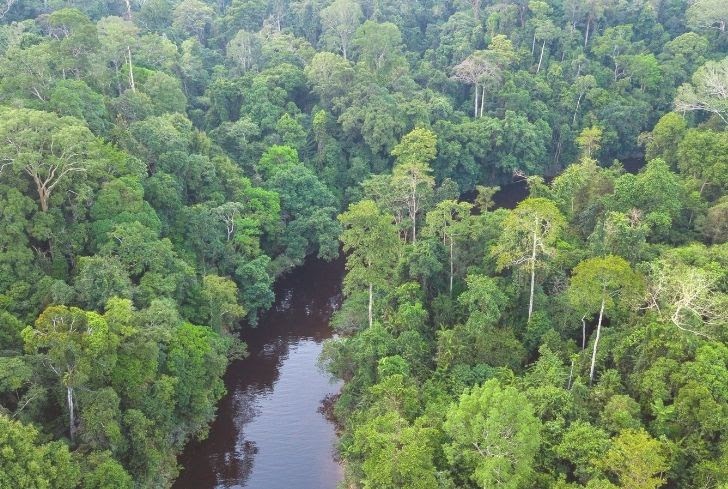 Location Of Tropical Rainforest - Although only 7 % of the land surface