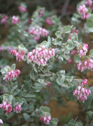 Arctostaphylos auriculata