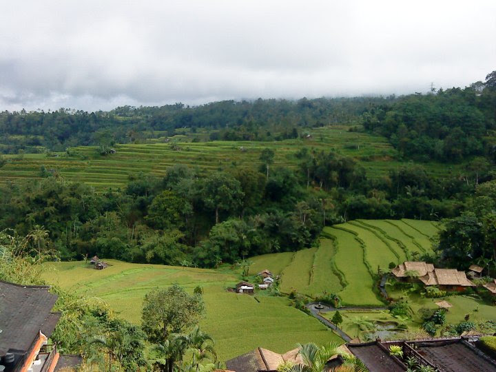 Pacung Rice terrace located in Baturiti village near ...