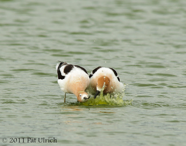 Avocet pre-copulation courtship and love bubbles - Pat Ulrich Wildlife Photography