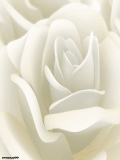 Белые розы