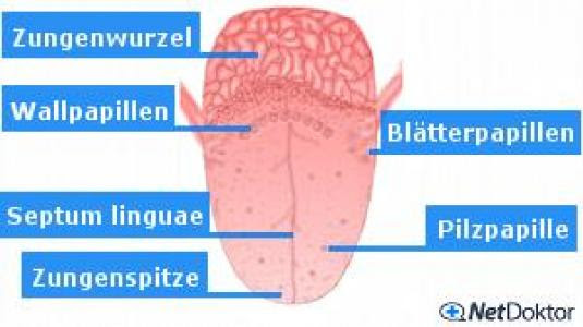 Geschwollene papillen zunge ursachen