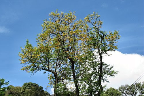 20090612-rq-grevillear